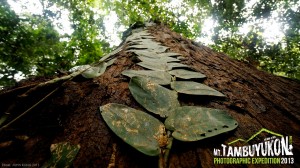 Mount Tambuyukon Expedition  